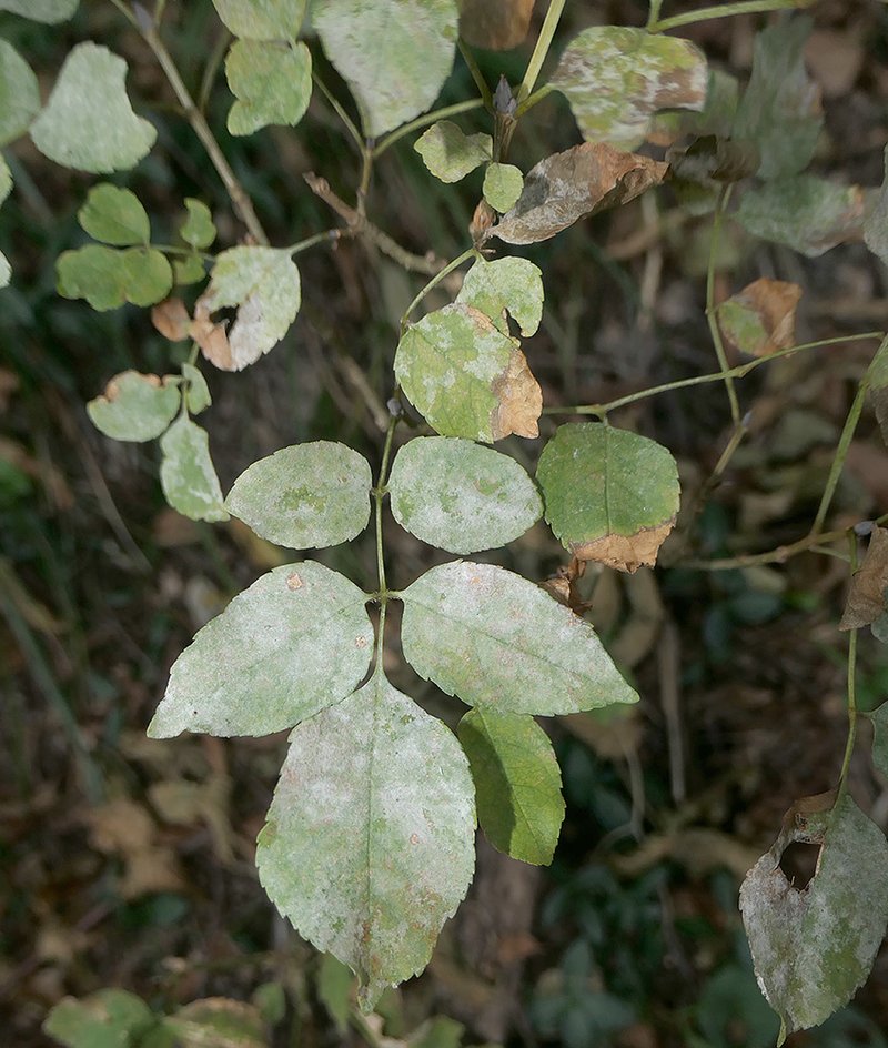 Symptômes foliaires sur Fraxinus ornus