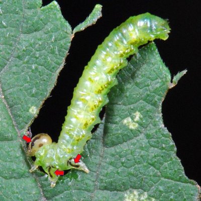 tipica livrea di una larva