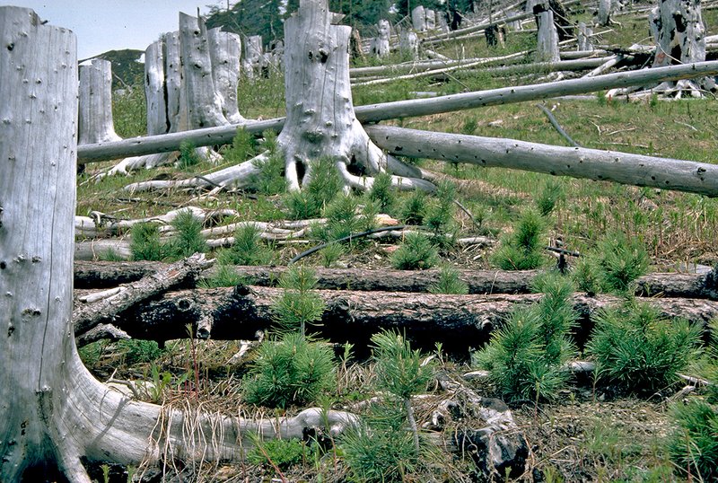 gruppo di alberelli di pino cembro pochi anni dopo la loro messa a dimora