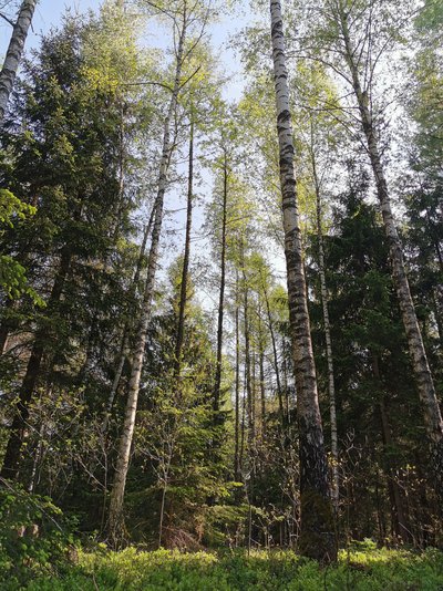 Mischwald mit Birken und Nadelbäumen