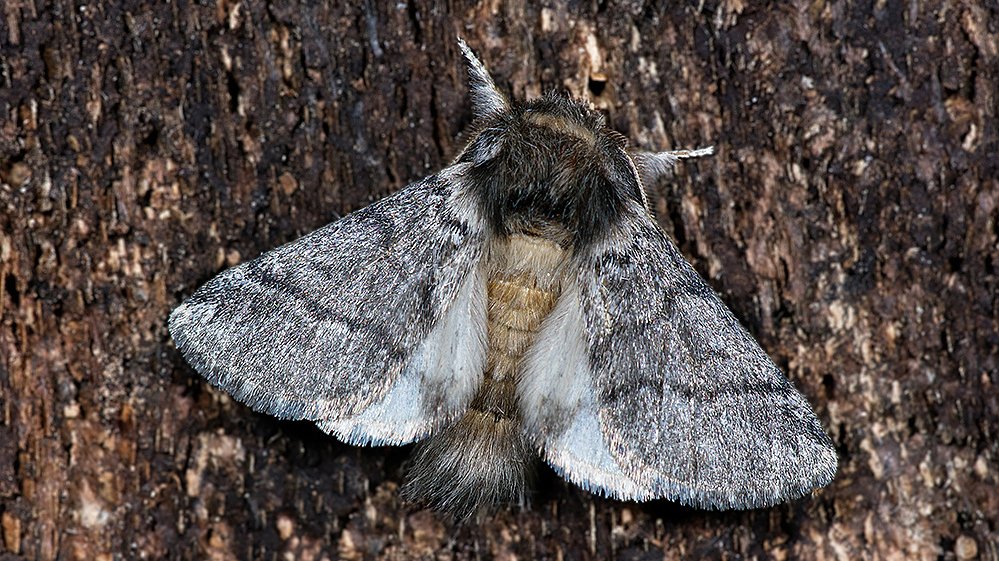 Adult male oak processionary moth