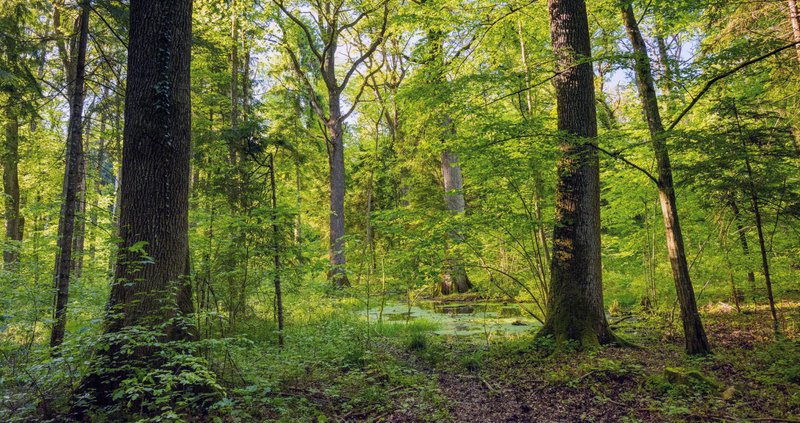 Strukturreicher Eichen-Hagenbuchenwald im Mittelland