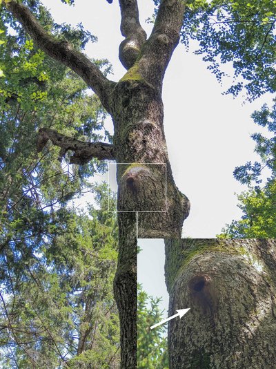 Wasserfledermaus-Habitatbaum 