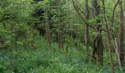 Im Naturwaldreservat Ingolsthal nimmt die Bestockung zu