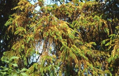 Befall an gemeiner Fichte (Picea abies)