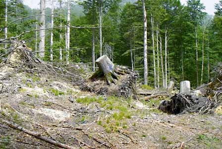 Waldbewirtschaftung und Totholz