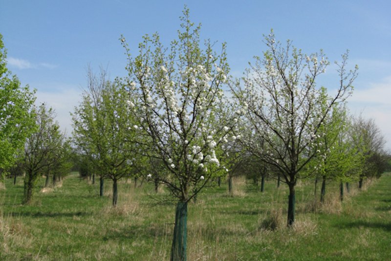 Samenplantagen sind wichtige Saatgutlieferanten für die seltenen Baumarten (hier Wildbirne). Bild: BFW