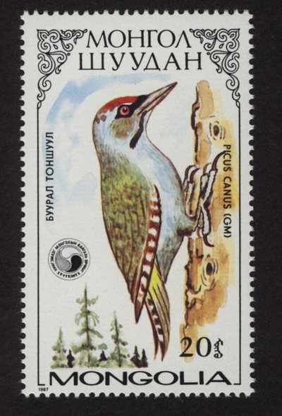Grauspecht auf Briefmarke