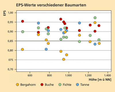 EPS-value of sycamore in comparison with beech, spruce and fir.