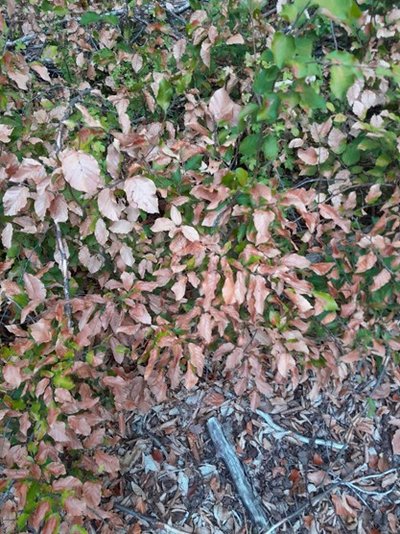 Krümmung noch grüner, sowie vollständig abgestorbene Buchen-Blätter