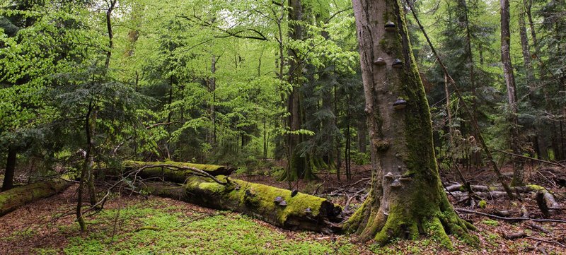 naturnaher Wald