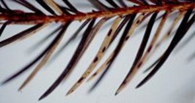 Lirula macrospora: hellgelbe Nadeln mit schwarzen, länglichen Fruchtkörpern