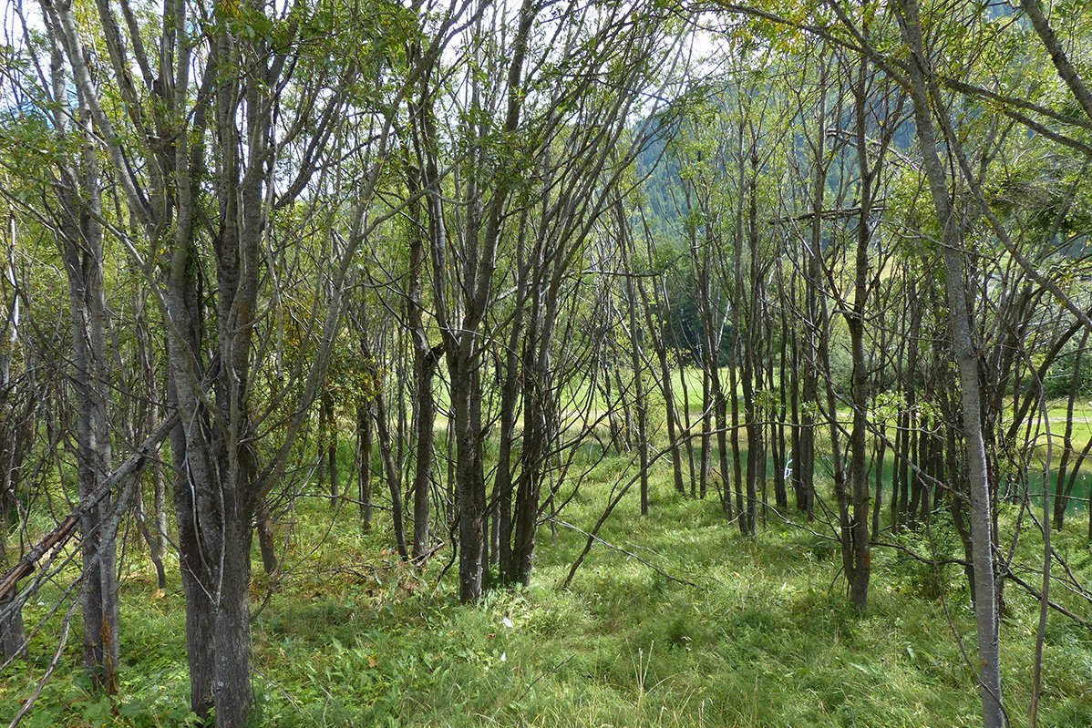 Weiden (Salix)