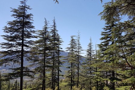 Bestand aus großen Nadelbäumen vor blauem Himmel