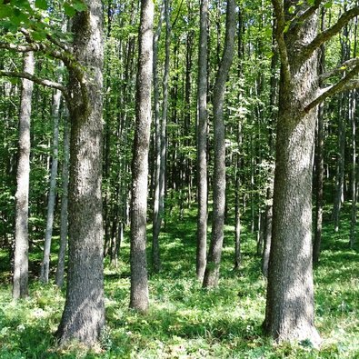 Wald aus Laubbäumen