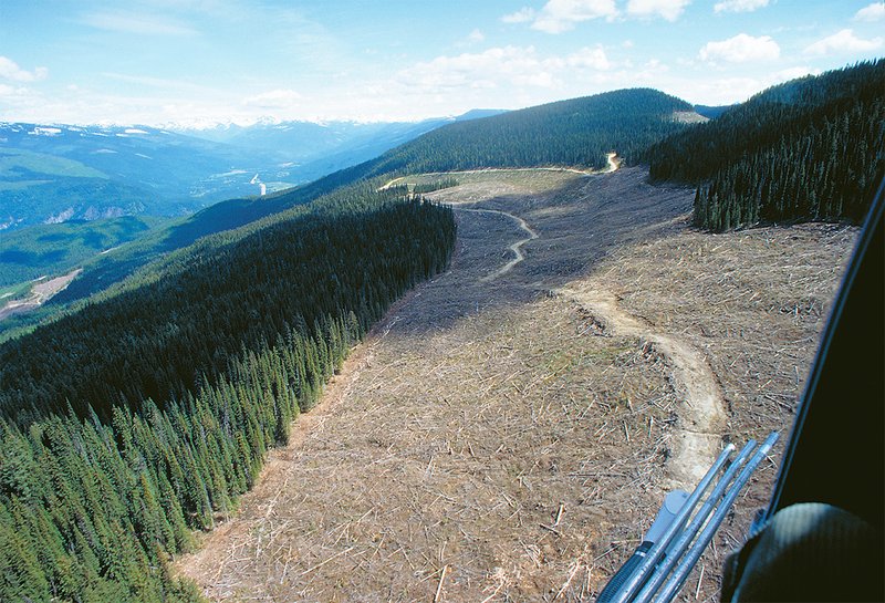 Kahlschlagfläche in British Columbia