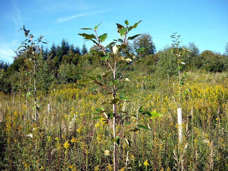 Einjähriger Balsampappelvorwald aus Setzstangen über starker Calamagrostis- und Goldrutenkonkurrenz bei Schwäbisch Hall