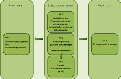 Schema des Waldschutz-Klimaprojekts