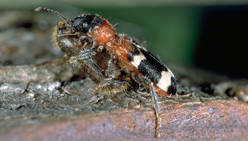 Ameisenbuntkäfer frisst Borkenkäfer