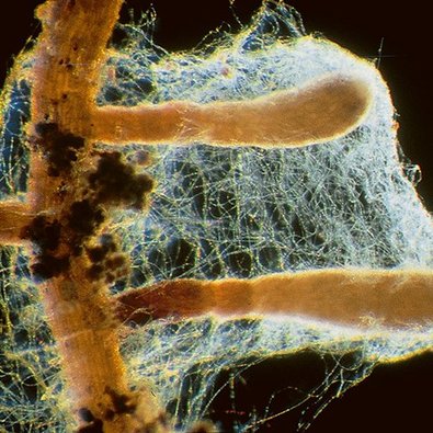 Mykorrhizasymbiose zwischen dem Dunkelscheibigen Fälbling (Hebeloma mesophaeum) und einer Fichte