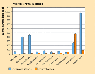 Microsclerotia in stands