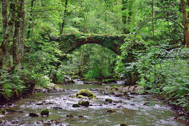 märchenhafte Brücke gehört zu einem Waldbadepfades