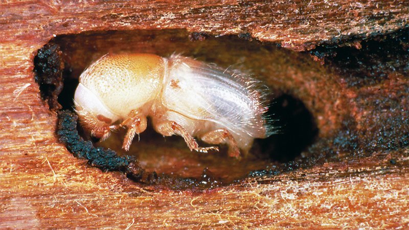 large spruce bark beetle after its pupation