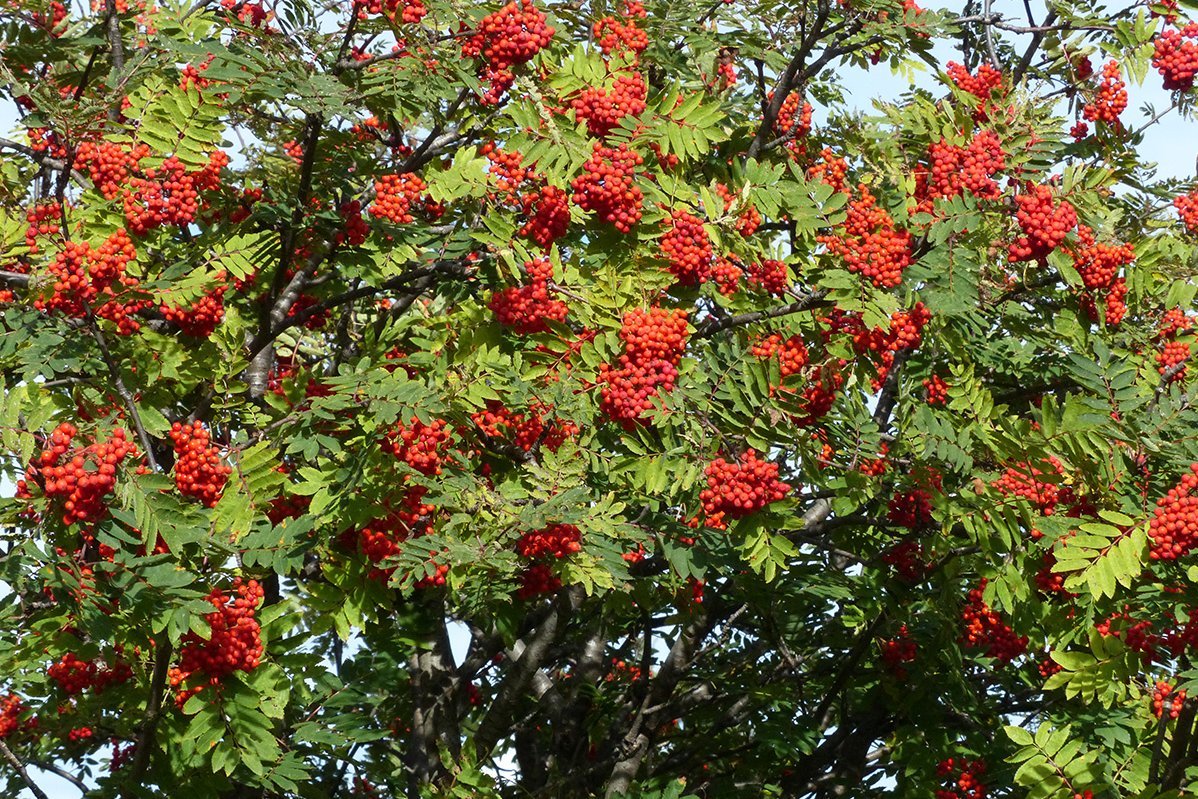 Vogelbeere (Sorbus aucuparia)