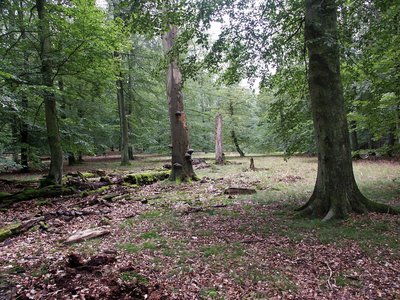 Lücke im Naturwald