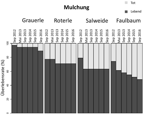 Überlebensraten (in %) für die Baumarten auf den gemulchten Flächen zwischen September 2012 und September 2016.