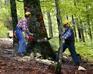 Die Waldarbeit zählt nach wie vor zu den gefährlichsten Arbeiten