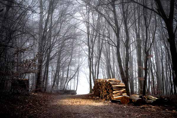 Holzvorrat in Österreich auf neuem Höchststand