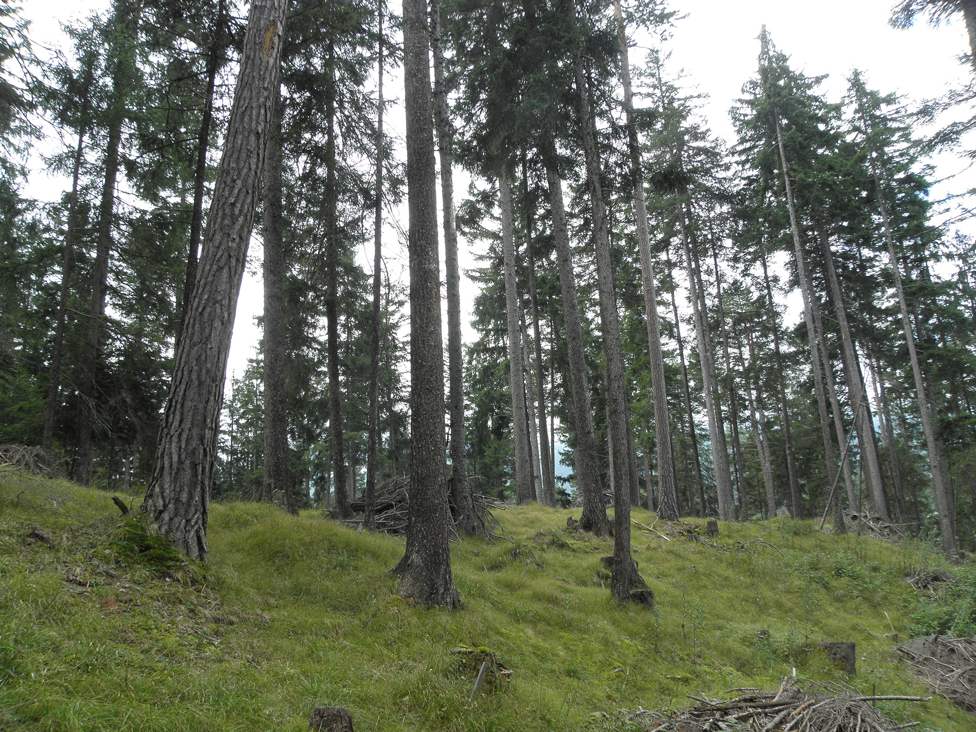 Giovani alberi scomparsi nelle Alpi