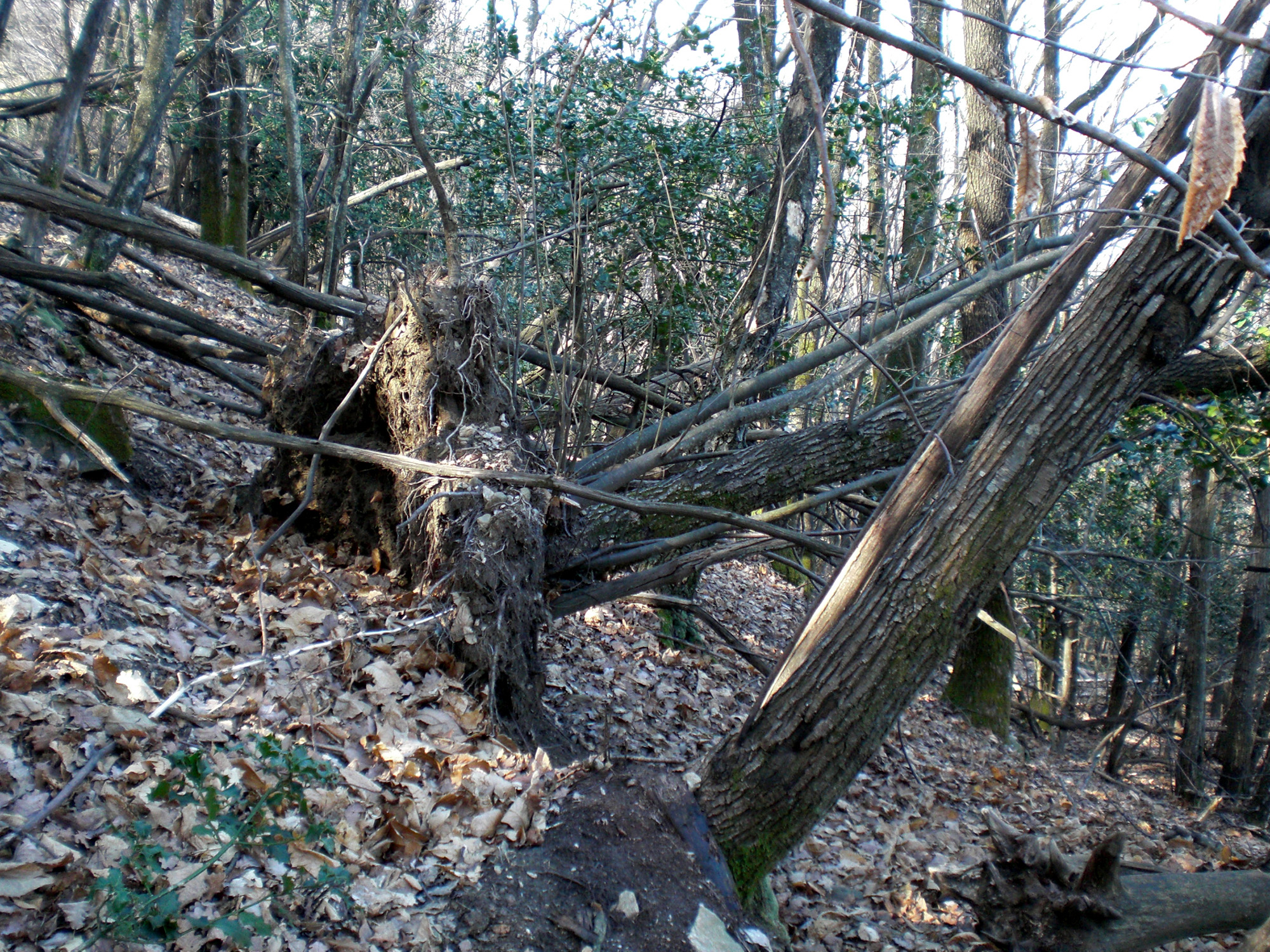 alberi morti e danneggiati del castagno