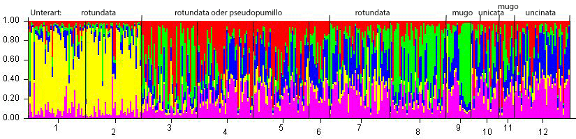 Ergebnis einer einer Bayes’schen Clusteranalyse, bei der die Kiefern basierend auf ihren genetischen Strukturen Gruppen (= Farben) zugeordnet wurden. Es wurden dabei 12 Bestände in die Analyse einbezogen (= 12 Blöcke in dem Diagramm). Die Pop. ID entspricht den Bezeichnungen in Tab. 1, oben sind die vermuteten, vom Erscheinungsbild abgeleiteten Unterarten angegeben.