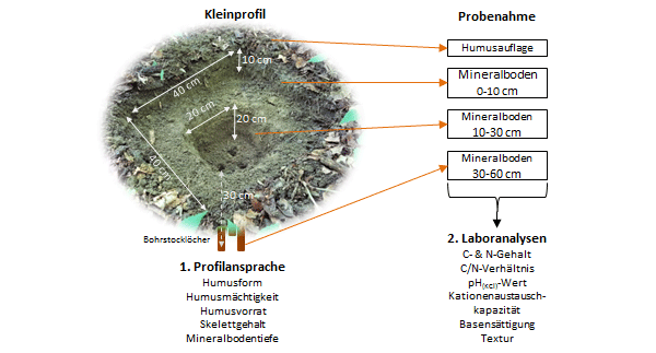 Schematische Darstellung der im Rahmen der BWI³ in Baden-Württemberg am Kleinprofil erhobenen bodenkundlichen Schlüsselgrößen.