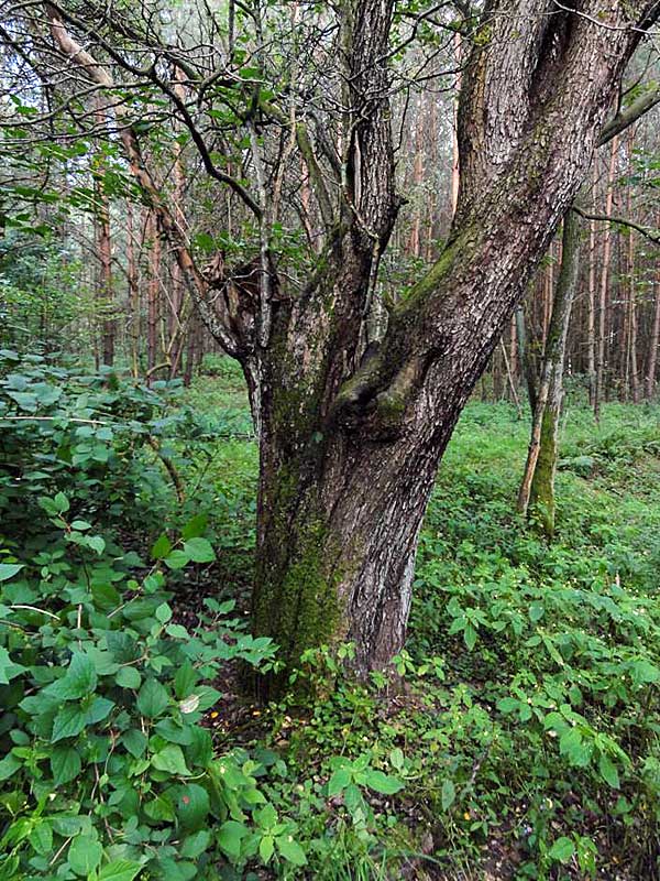 Ein Wildapfel im Wald: Die konkurrenzschwache Art benötigt hier konsequente Freistellung.