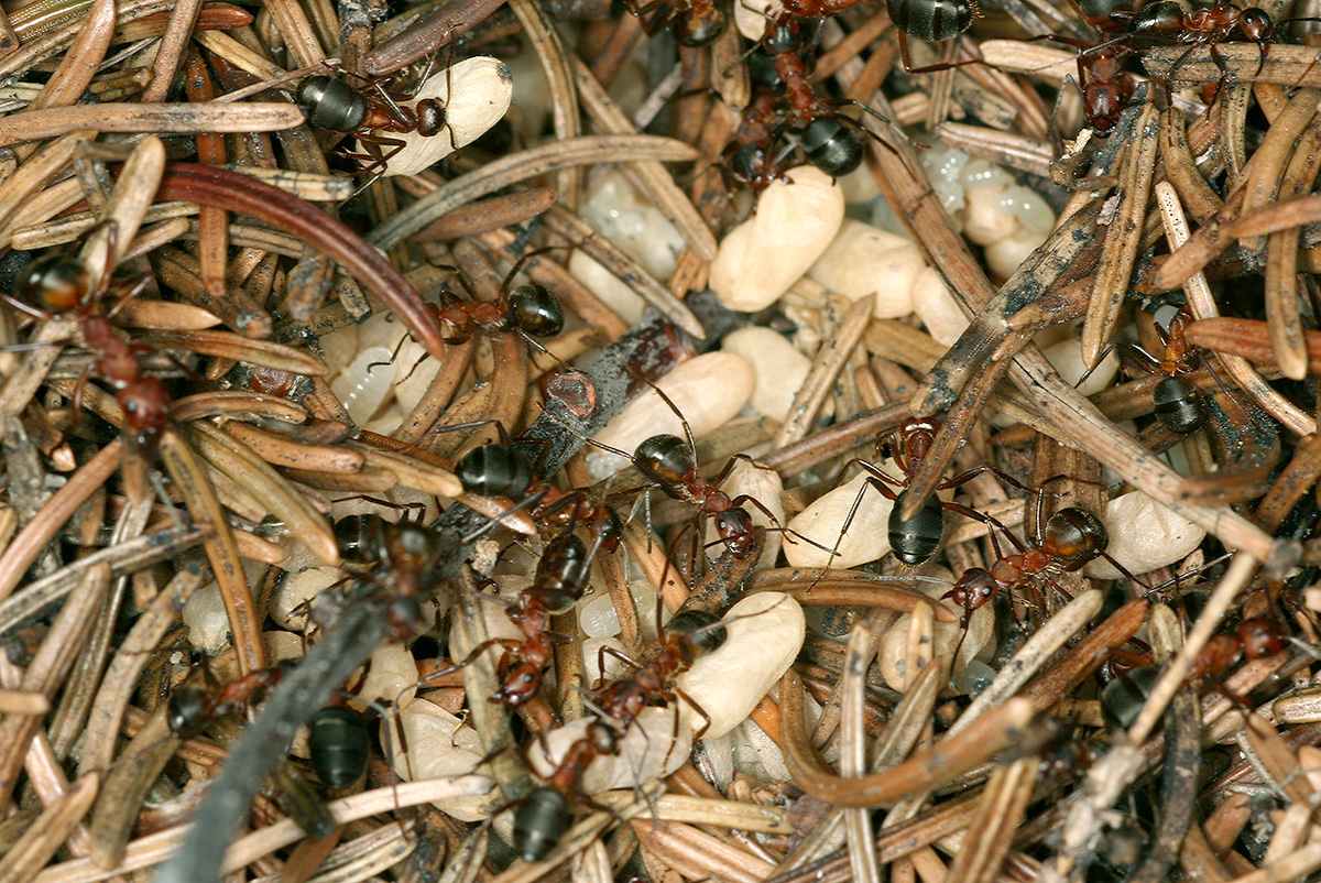 Intérieur d'un dôme de fourmis des bois