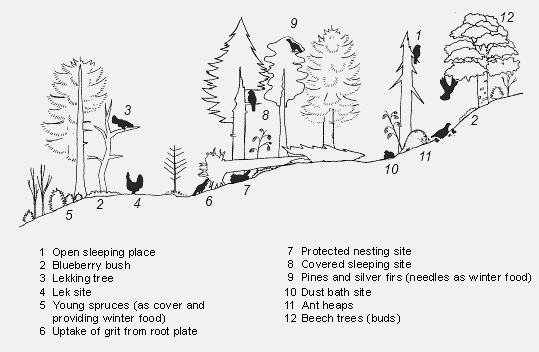 optimal capercaille habitat