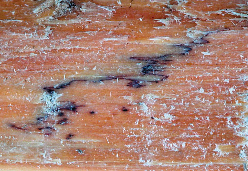 Schwarze Demarkationslinien im befallenen Holz