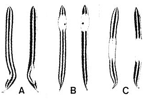 Bevorzugte Nadelbereiche für die Larvalentwicklung der drei Arten der Gattung Contarinia: A: C. cuniculator B: C. constrictor C: C. pseudotsugae (SIMKO 1982).
