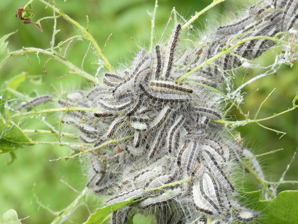 Caterpillars of the oak processionary moth - bare feeding on oak leaves
