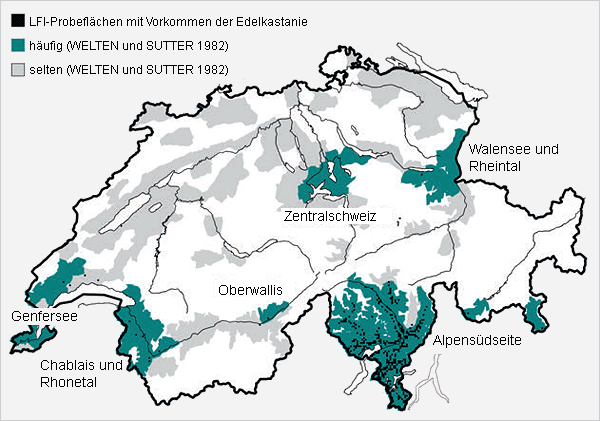 Hauptverbreitungsgebiete der Edelkastanie in der Schweiz