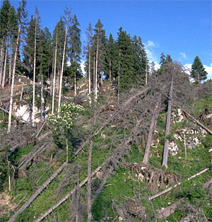 Sturmschaden im Bergwald