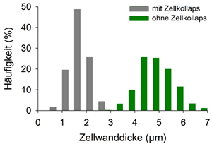 Prozentuale Verteilung der Zellwanddicke bei Bäumen mit Zellkollaps (grau) und Bäumen ohne Zellkollaps (grün)