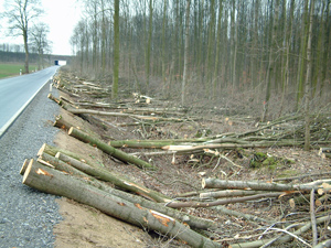 Holzmobilisierung Waldrand