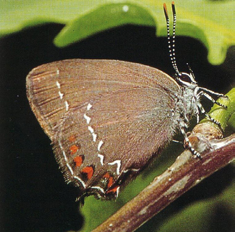 Brauner Eichenzipfelfalter (Satyrium ilicis)