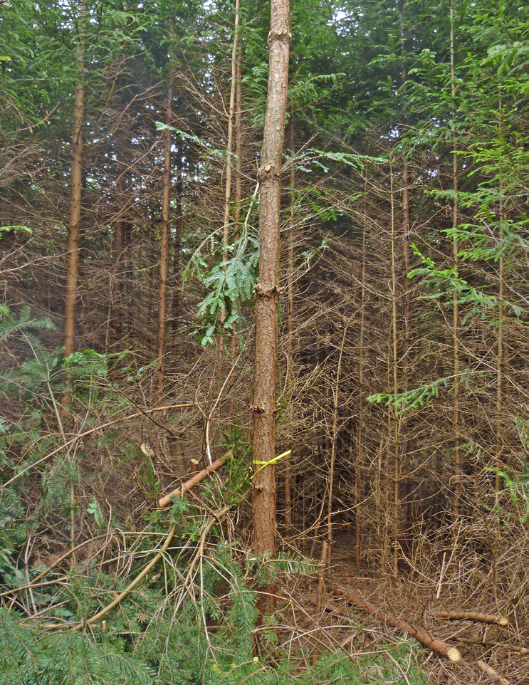 Le pin sylvestre a été favorisé à plusieurs reprises