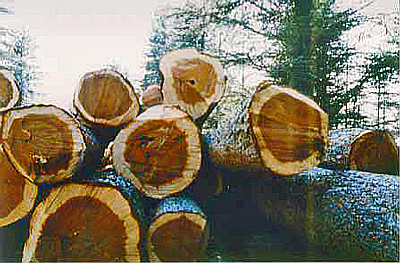 Atlaszeder Holzstapel