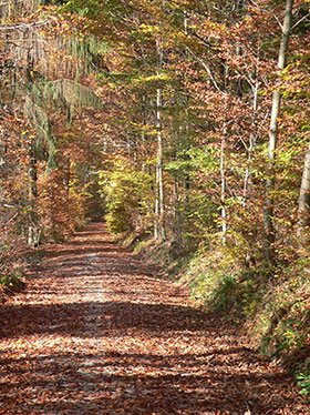 Herbstlicher Waldweg mit zahlreichem Falllaub